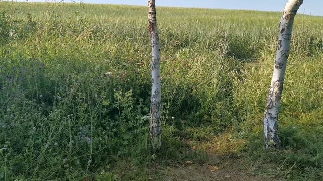 Равновесие. УПРАЖНЕНИЯ ИЗ ШАОЛИНЬ. смотреть онлайн