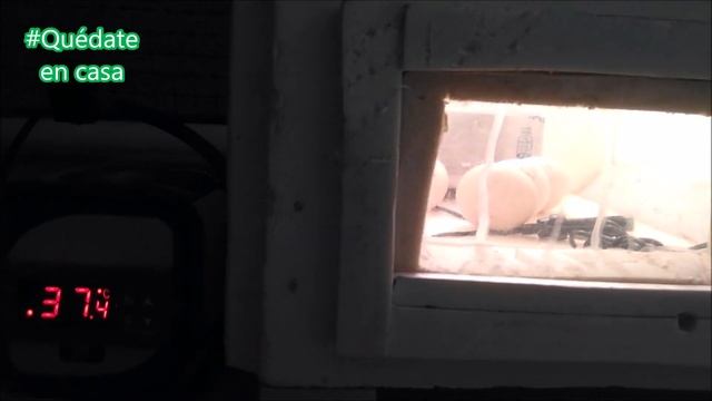 Incubadora casera en un frigorífico. смотреть онлайн