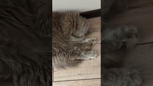 Плюшка сопит во сне смотреть онлайн