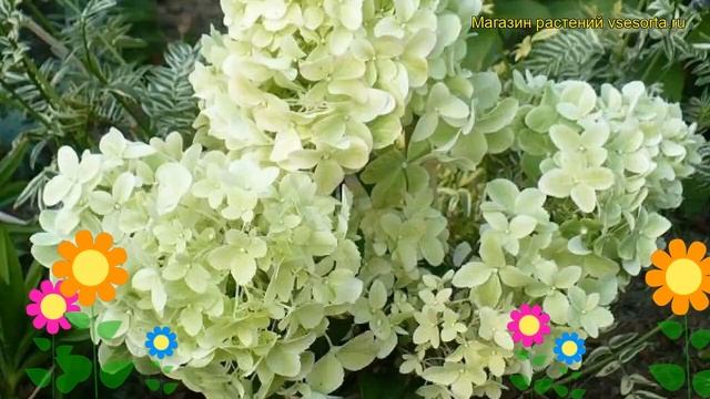 Гортензия метельчатая Диамантино. Краткий обзор, описание hydrangea paniculata Diamantino смотреть онлайн