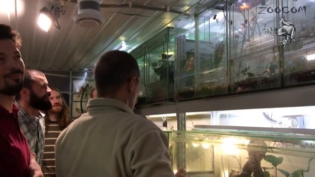 Тусовка зоологов в Зоокоме. Excursion to our frogs in English смотреть онлайн