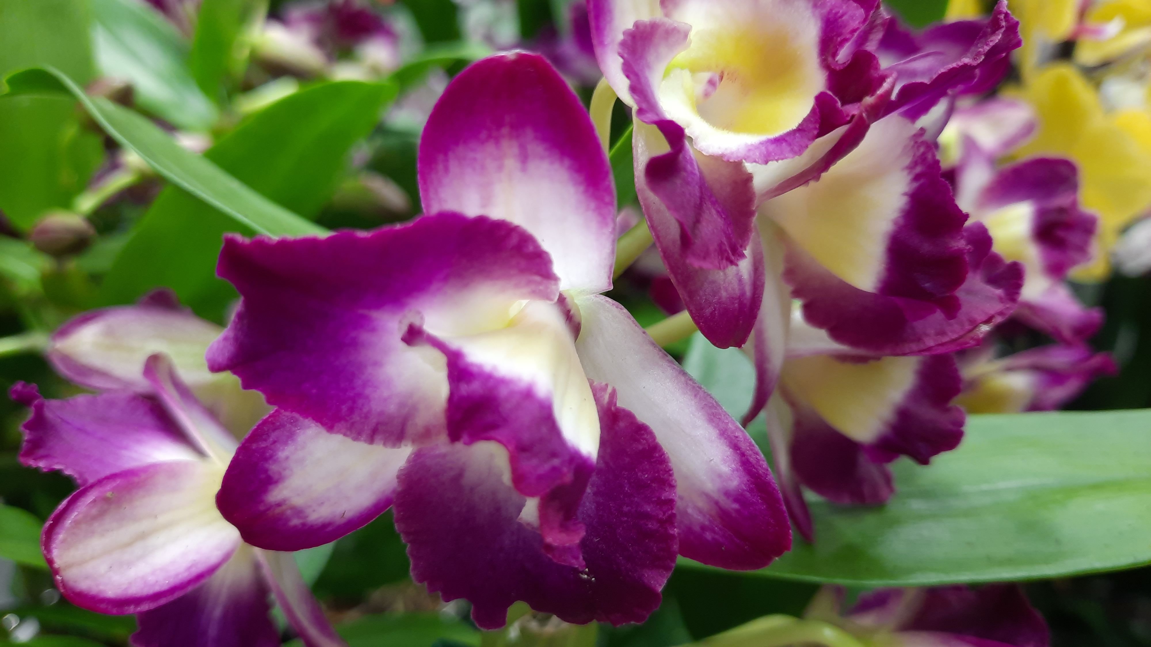 ОРХИДЕИ В БАУЦЕНТРЕ //11.02.24// смотреть онлайн