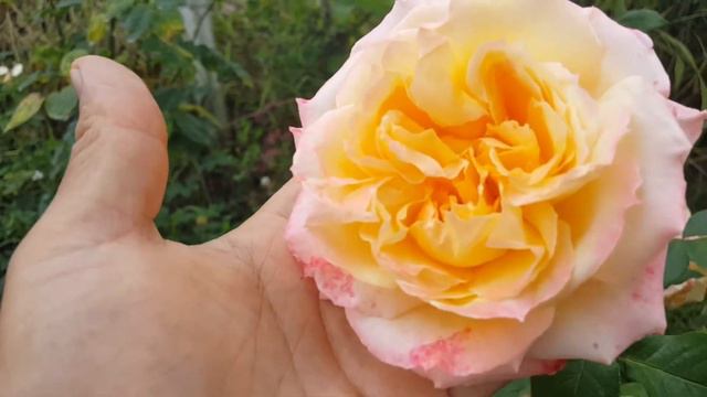 Violon D'Ingres (MEIbosnio) / Meilland 2000 - Rose - Rosa - Rosier