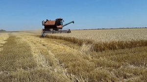 ОБЗОР Комбайн НИВА уборка урожая пшеницы