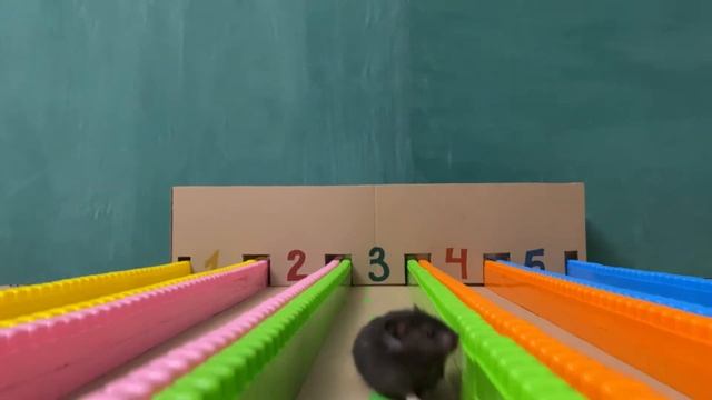 Бег хомяков. #бег_хомяков #hamsters #running_hamsters смотреть онлайн