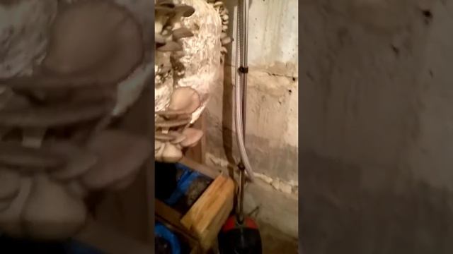 Автоматика для моей грибарни смотреть онлайн