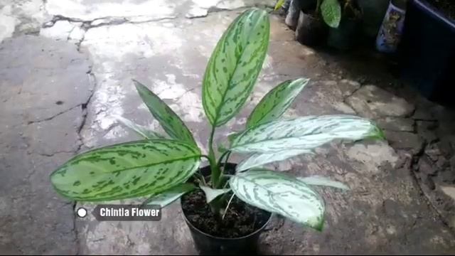Jenis Tanaman Hias Aglaonema 'Maria Christina' смотреть онлайн