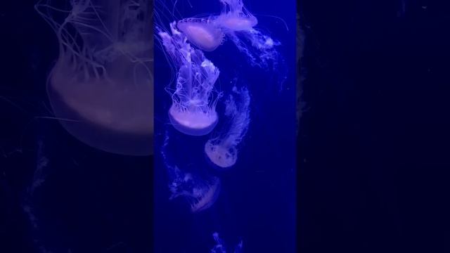 Марианская впадина. Самая глубокая точка Земли. Загадочные, таинственные истории смотреть онлайн