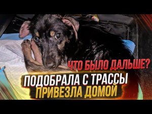 То, что не вошло в кадр Как я привезла щенка с Трассы, Реакция хвостиков. 2 часть.