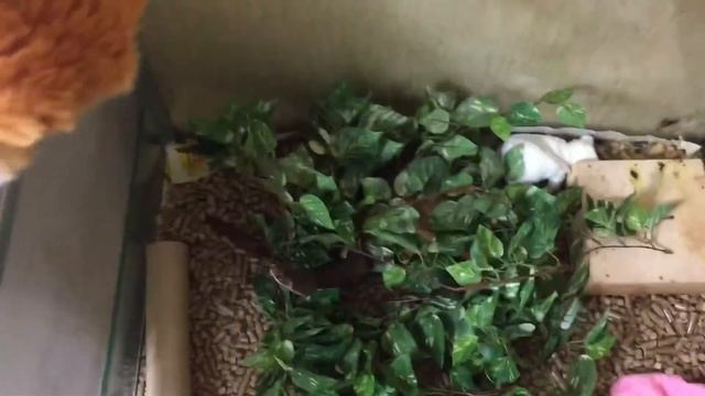 Ласка и новая игрушка. смотреть онлайн