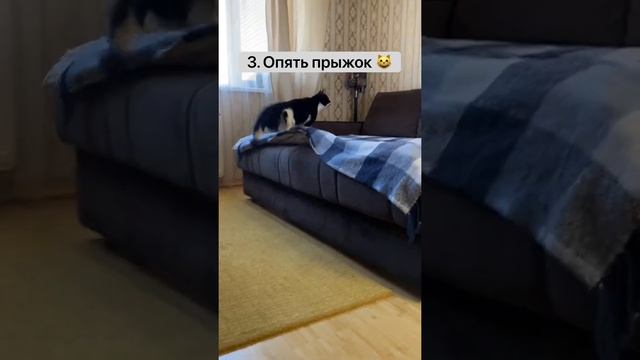 Тренировка кота с мозжечковой атаксией/Кот Барик смотреть онлайн