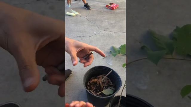 Grafting Paw Paws On Cherimoyas