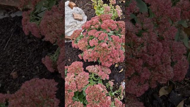 Почвопокровные многолетники из семян. Ясколка. смотреть онлайн