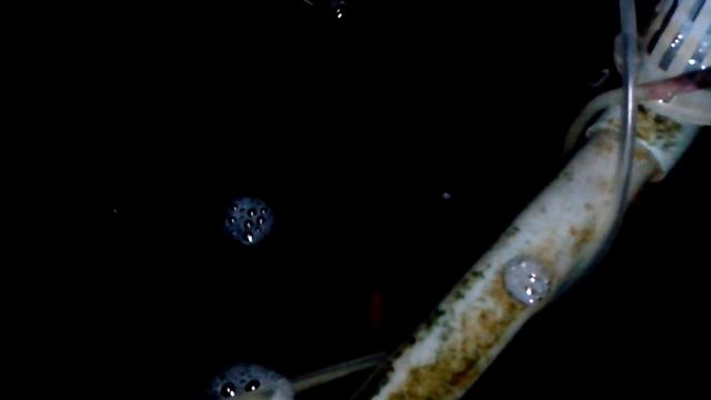 Test Jecod Eco Pa 45