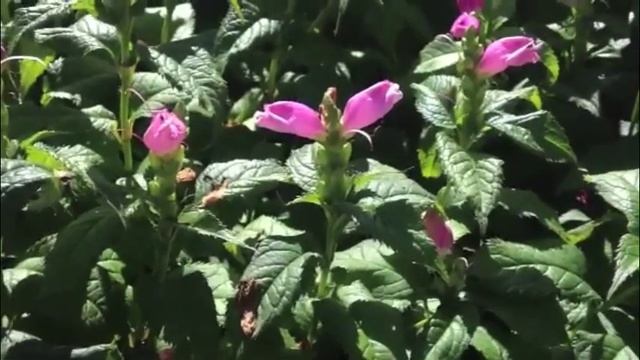 Chelone lyonii - Pink Turtlehead смотреть онлайн