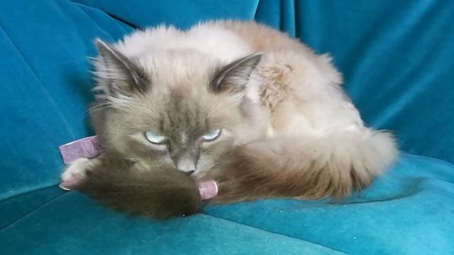 Призрачный кот спит с открытыми глазами смотреть онлайн