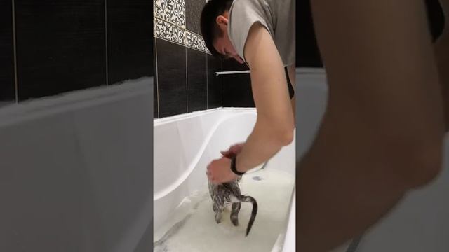 Как помыть кошку. Шотландская прямоухая кошка моется. how to wash a cat. смотреть онлайн