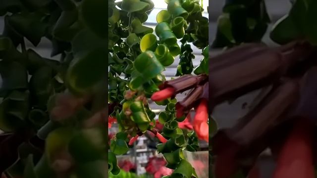 ЦВЕТОК ГУБНАЯ ПОМАДА!КРАСИВЫЙ-ЯРКИЕ ЦВЕТЫ и КУДРЯВЫЕ ЛИСТЬЯ.ЭСХИНАНТУС #цветы#орхидеи#пеларгонии смотреть онлайн