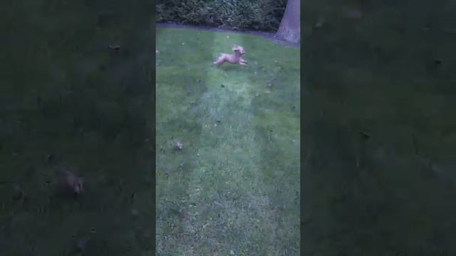 Doggo Dance Party смотреть онлайн