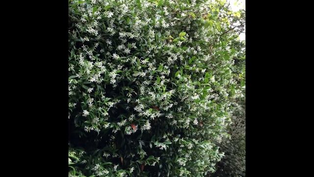 Daniel Sparler and Trachelospermum jasminoides or Star Jasmine - NHS Board Members Present смотреть онлайн