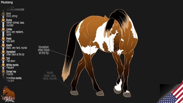 The Most Famous Wild Horse In The World - Mustang Horse - Horse Breeds