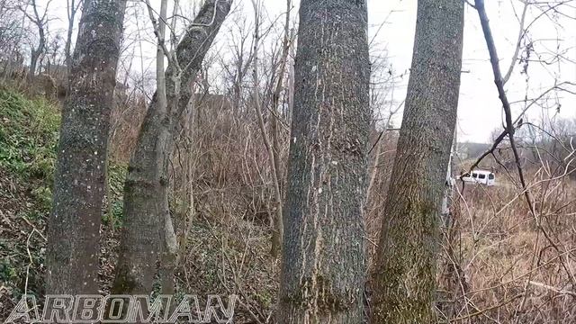Валимо ясени We fell ash trees смотреть онлайн