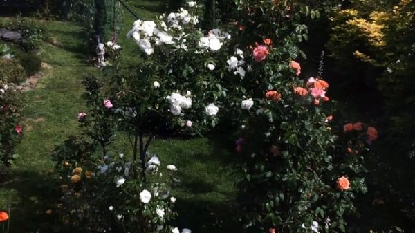 Rose Arch in bloom | Iceberg Rose | Scent from Heaven Rose | Climbing Rose | English Garden