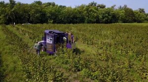 Комбайны для уборки ягод -  самоходный полнорядный комбайн СТАВРУС от АгроХимАвто