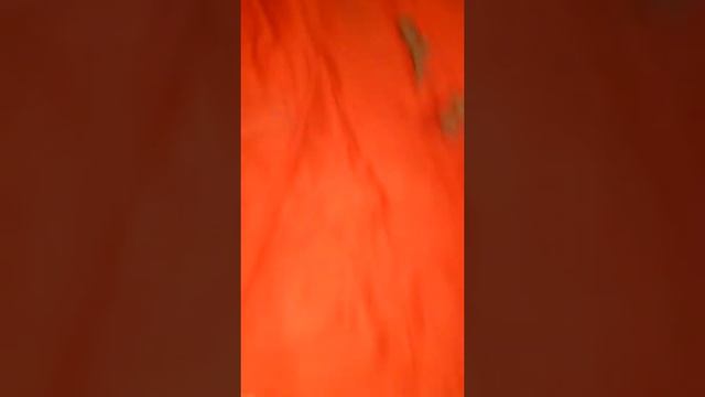 Кот насрал смотреть онлайн