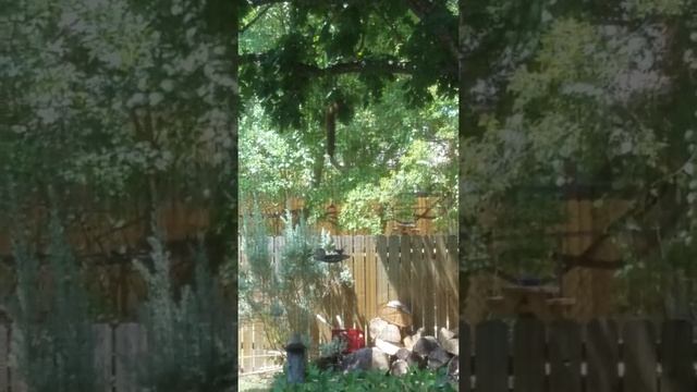 Mission Impossible: Squirrel Protocol смотреть онлайн