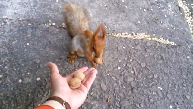 Отклик белочки на призывное щелканье орехами. смотреть онлайн
