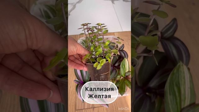 Черенки традесканции смотреть онлайн