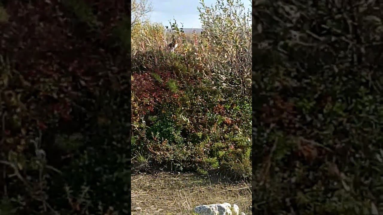 Поехал за грибами встретил куропаток 10.09.2023г ) смотреть онлайн