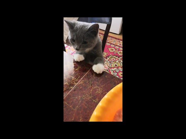 Первые месяцы жизни на новом месте котенка Морти.