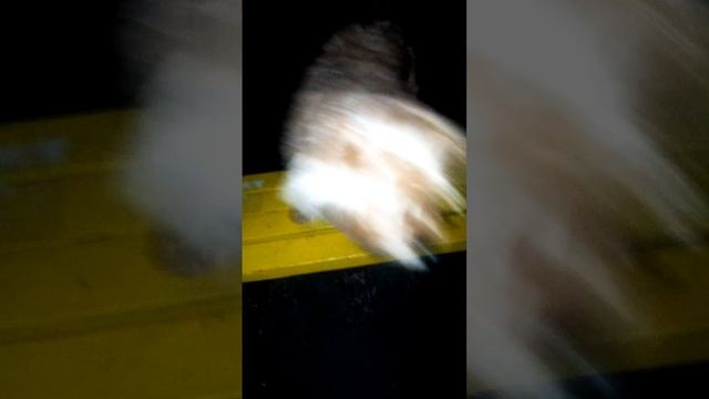 Джава и Ева, ночная прогулка с дрессировкой смотреть онлайн