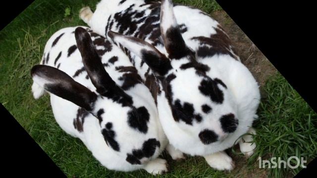 Кролики растут #кролики #крольчата #кролики_содержание #кормление #кролиководство #развидение смотреть онлайн