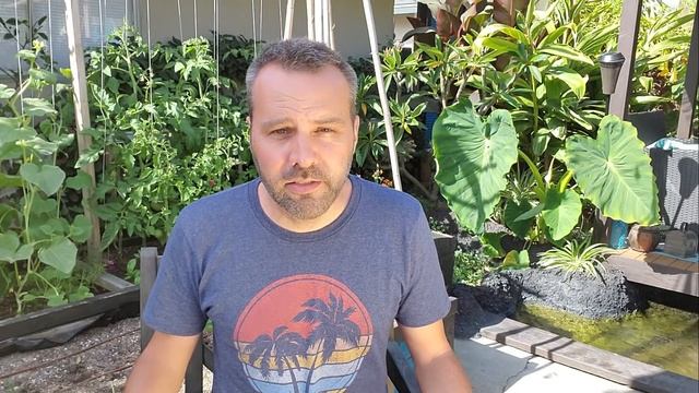 TOMATO LEAF CURL - 3 Causes and What to Do When Your Tomato Leaves are Curling Up. смотреть онлайн