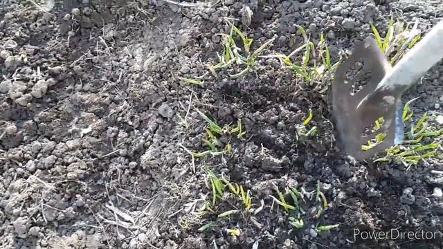 #лукБатун "Лук Батун- первая необходимая обработка."🌱 смотреть онлайн