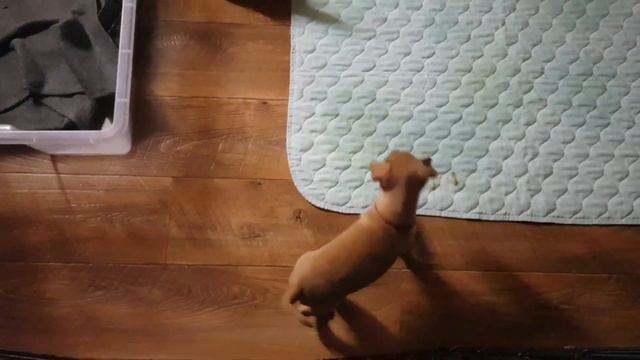 Cirneco puppies Colisto's P смотреть онлайн