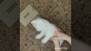 Котенок Снежок реалистичная игрушка