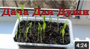 КУКУРУЗА от посева до урожая. Варианты выращивания рассады???