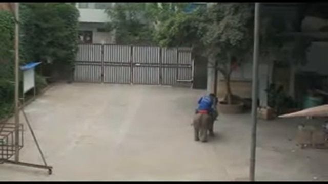 Walking Elephant 1 смотреть онлайн