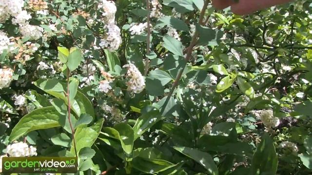 Spirea vanhouttei Fontana смотреть онлайн