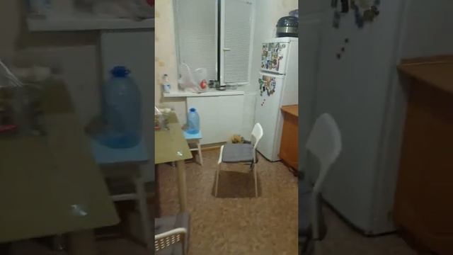 Моджака собака кушать хочет смотреть онлайн