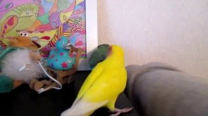 Говорящий неразлучник Гаврюша и робо-хомяк