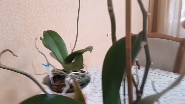 Орхидеи - личный опыт. Будьте осторожны , поворачивая свои орхидеи. смотреть онлайн