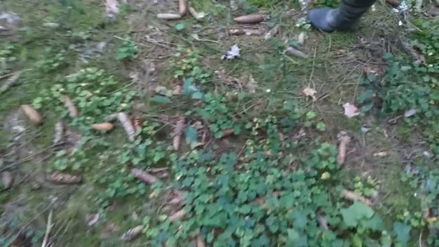 ГРИБЫ. СБОР ГРИБОВ В ЛЕСУ. ТИХАЯ ОХОТА смотреть онлайн