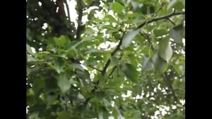 как узнать по повелению пчел, из какой семьи вышел рой