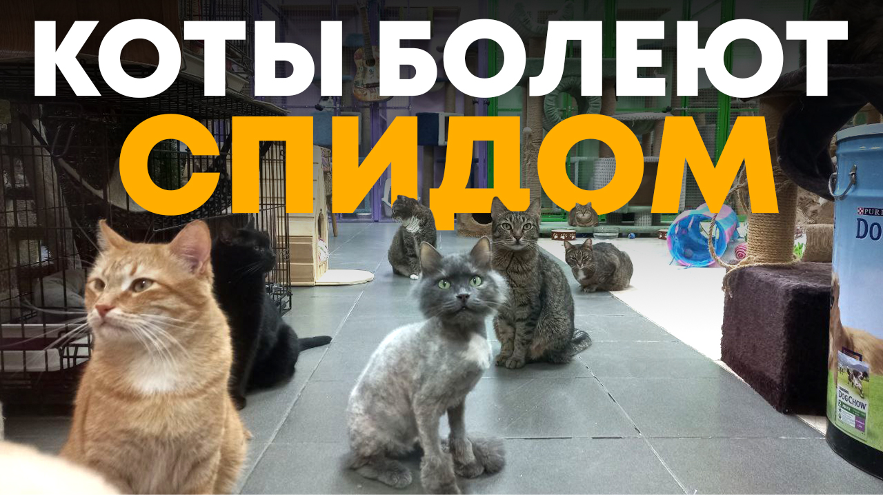 Последняя из девяти жизней смотреть онлайн