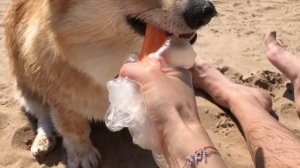 ?Первый раз на море С СОБАКОЙ! ВЕЛЬШ КОРГИ❤️️
